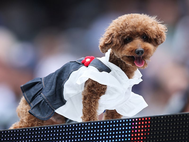 While Standard Poodles and Miniature Poodles both live relatively long lives, the Toy Poodle outdoes them both with a lifespan of up to 18 years.