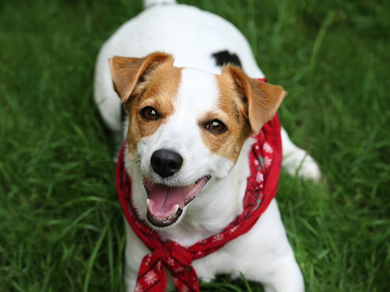 Another small dog with a long life, the Jack Russell can also live for up to 20 years, although tend to average a lifespan closer to 16 years.