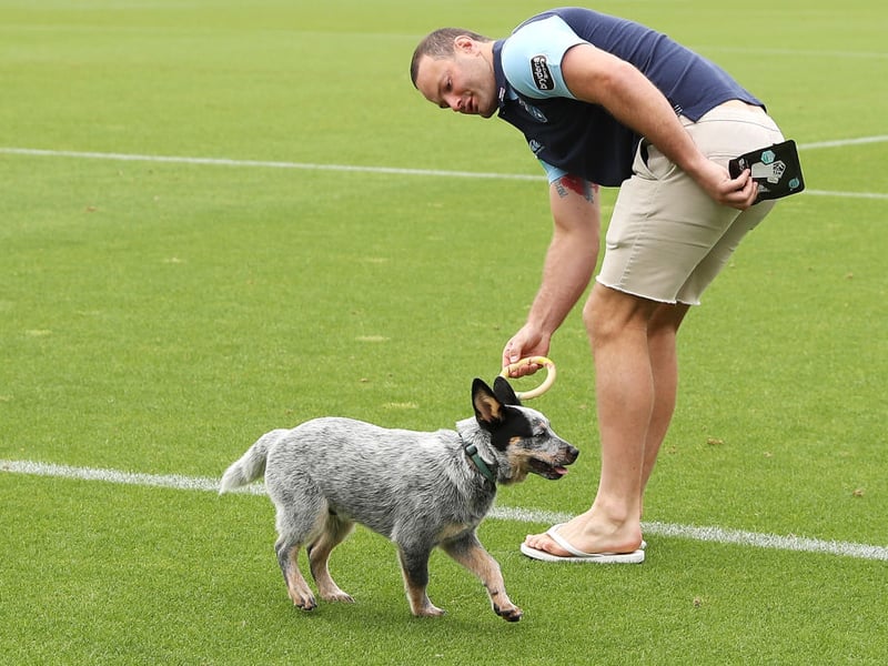 An Australian Cattle Dog called Bluey holds the record for the longest-lived dog - reaching an incredible 29 years of age. A dog rarely seen in UK parks, the breed normally lives for around 15 years.
