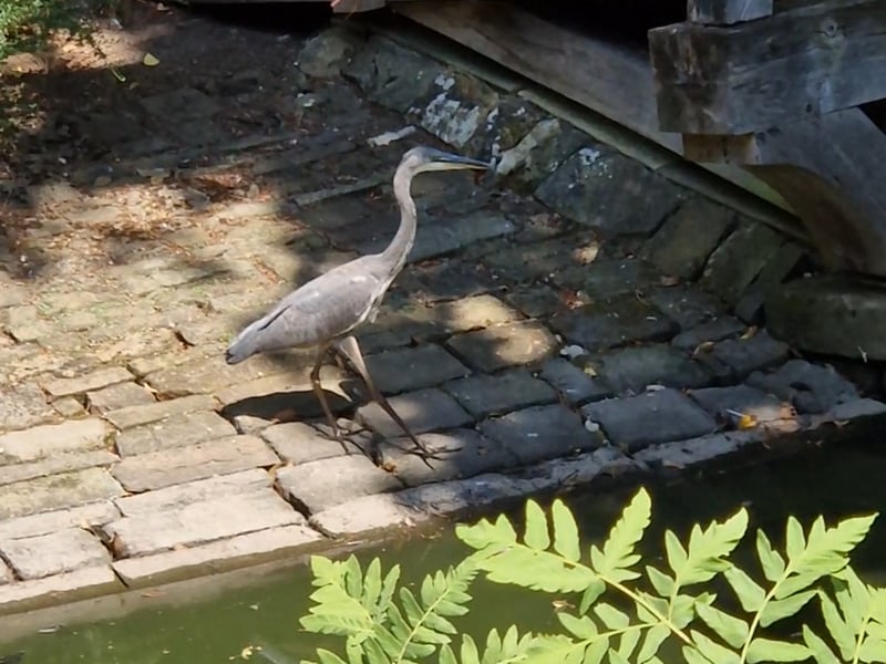 A hot heron heads for the shade in Weston Park. Photo: David Kessen, Iconic Media