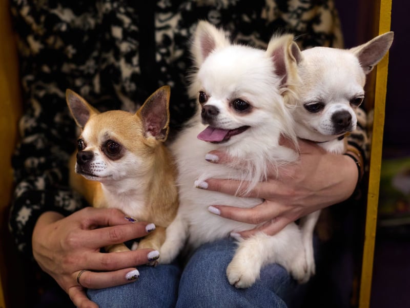 Perhaps surprisingly, small dogs tend to live longer than large dogs - a point proven by the Chihuahua. The tiny breed lives for an average of an impressive 15-20 years.
