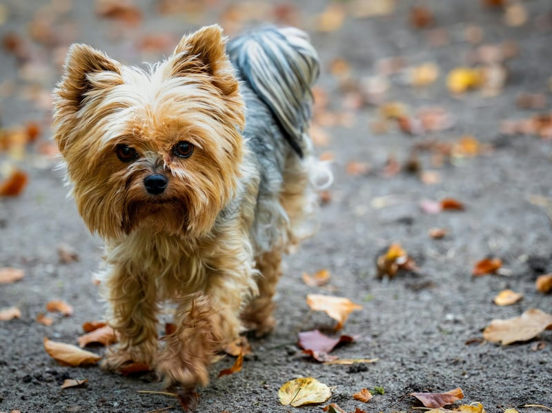 The tiny Yorkshire Terrier tends to live for between 14 to 17 years, significantly longer than their larger terrier cousins.