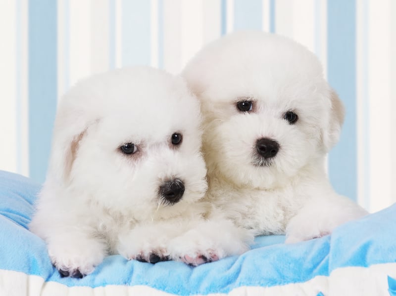 The cloud-like Bichon Frise tends to live for around 15 years, but it's not surprising for these wee fluffballs to stay around for four or even five years more.