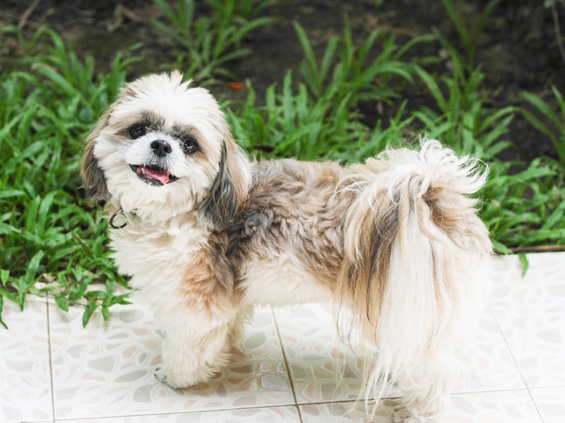 A Shih Tzu from Florida called Smokey lived for a remarkable 23 years. They tend to average a lifespan closer to 15 but the better you look after them the longer they'll be around.