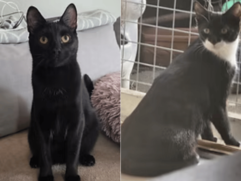 These bonded brothers are looking for a special home together where they can grow in confidence at their own pace. While both are currently members of the "can't touch this" club when it comes to hands-on petting, they are incredibly sweet and will happily play with you and take treats right from your hands.