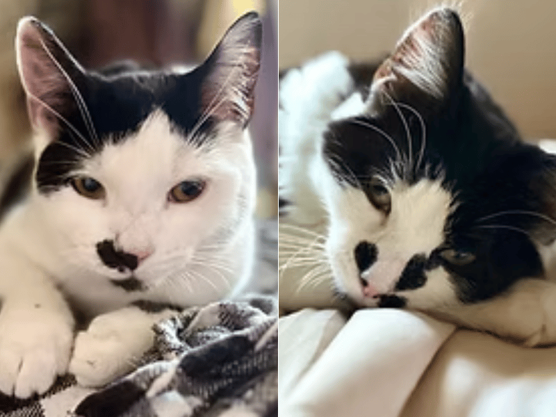 This affectionate pair of siblings are looking for their forever home together. Clover is a super fluffy boy with an impressive mane and an enormous tail who is full of curiosity, loves chasing insects around the house or garden, and will politely rub his face against yours to remind you when breakfast is due. 