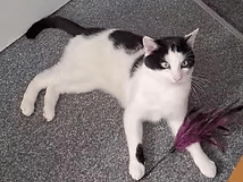 This gentle, independent boy is looking for a calm, adult-only home where he can feel safe and build trust at his own pace. Trevor enjoys head scratches, loves playing with feather toys, is perfectly clean and well-behaved in the home, and would like access to the outdoors. While he can be a little unsure at times and needs a patient owner, he could potentially live with other calm cats.
