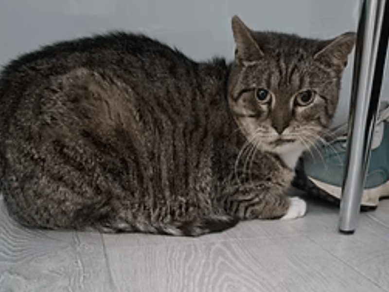 This gentle little soul is currently terrified of the world but shows zero aggression, quietly accepting comfort while allowing herself to be gently swaddled and groomed. Having only a few teeth left, Betty has the sweetest little tongue that constantly sticks out, but she still eats well and uses her litter tray perfectly.