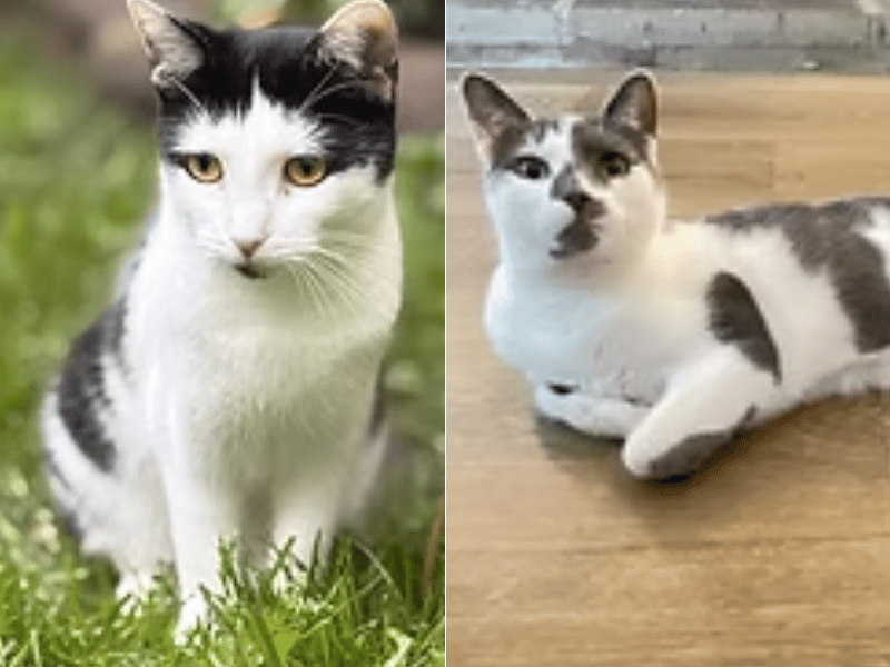These bonded siblings are looking for their forever home together. Marble is a stunning, active, and mischievous boy with unique grey and white markings who loves playing with laser dots and chasing his sister's tail. Linda is a sweet, gentle girl with big amber eyes who loves a soothing head stroke, pouncing on feather wands, and curling up next to her brother for a nap after playtime.