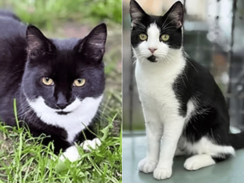 These bonded brothers are looking for a home together where they can have safe outdoor access to explore. George is a dapper, fluffy tuxedo cat with a white moustache who loves chasing feather wands, chirping at birds, and being won over with tasty chicken. Arnold is an incredibly sweet, affectionate boy who loves singing his way around the house and thrives on close human companionship.