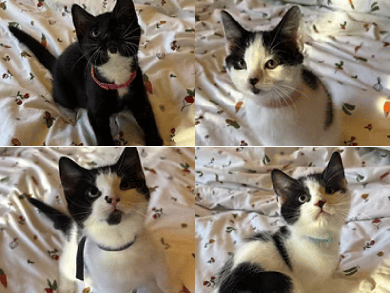 Pomy is a brave little adventurer who loves to explore, while her affectionate sister Peggy is an absolute sweetheart who adores people and loves giving little kisses. Pru is a confident, sassy diva who keeps a watchful eye on her siblings during playtime, and her brother Phillie is a total foodie with a big heart who knows exactly how to win treats with his adorable face