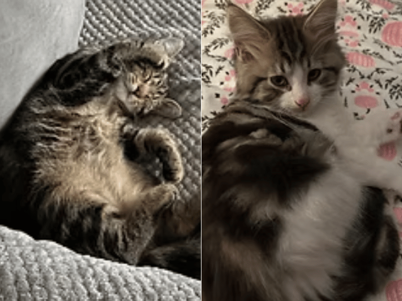 These gorgeous brothers are looking for their forever home together. Milo is a gentle, shy boy who loves exploring, play-fighting with his brother, and looking out the window, though he is a bit of an "Andrex kitty" who will shred any toilet roll or tissues left out. Fluffy brother Oreo is a gentle soul who will jump right onto your lap to let you know when he wants food, especially chicken.