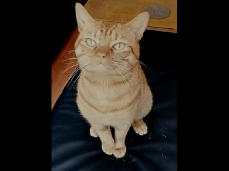 This handsome ginger gentleman loves chin scratches, cheek rubs, and gentle head pets, and he has a sweet bonding quirk of licking your hair to show you are his person. A wonderfully well-behaved boy who never causes mischief, Opie still has a playful side and enjoys chasing fabric wands or darting after a laser pointer's red dot.