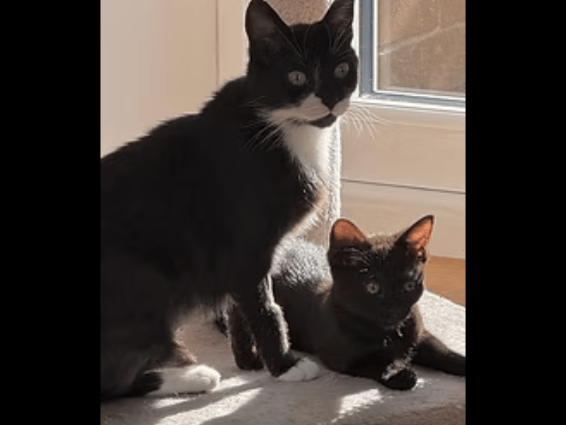 This entertaining mother-and-daughter pair are completely inseparable, spending all their time eating, playing, and sleeping together. Singleton kitten Flossie is a sleek black panther with golden eyes and a sassy, "wild child" personality who loves investigating her surroundings and stealing random household objects like paperclips and nailbrushes, while leaving little time for cuddles.