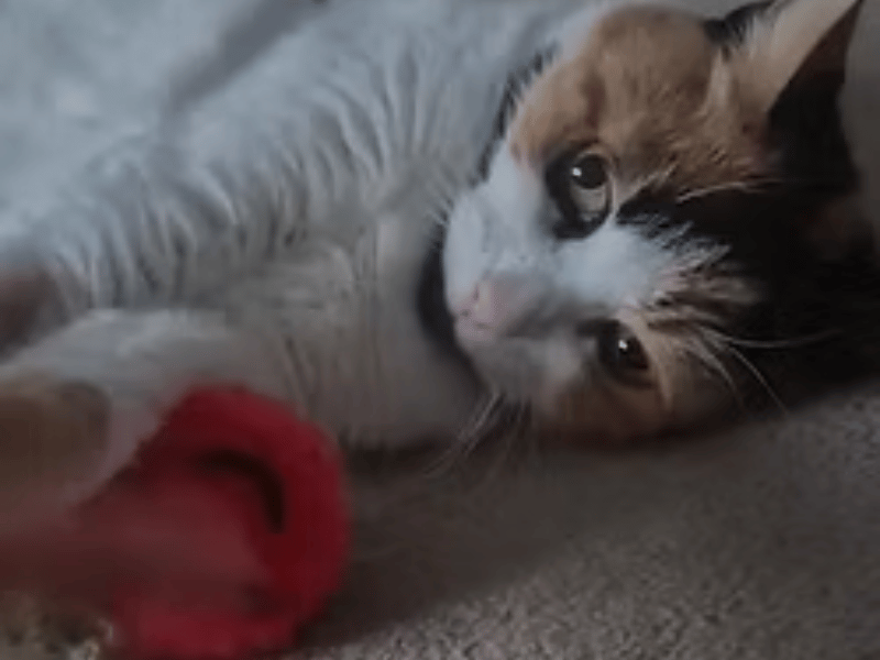 This mature lady came into care after her owner sadly passed away suddenly, and she is looking for a loving retirement home away from busy roads where she can safely explore the garden. While Gertrude is shy at first and needs time and patience to adapt after being used to just one person for so long, she will learn to trust her new owner.