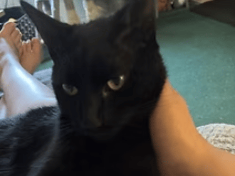 This gentle little panther is an affectionate boy with a great personality who absolutely loves attention, food, treats, and playtime. Once he gets to know you, Turin becomes very vocal to let you know exactly when he wants some fuss and affection.