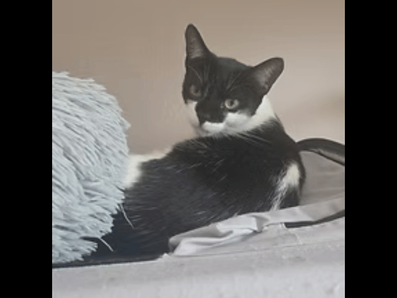 This adventurous girl is a professional explorer and chicken enthusiast who lives life at full speed. Every cupboard needs investigating, and Doris loves conquering high-up spots, meaning you might easily find her perched on top of a door or relaxing on a curtain pole to keep an eye on her surroundings. 