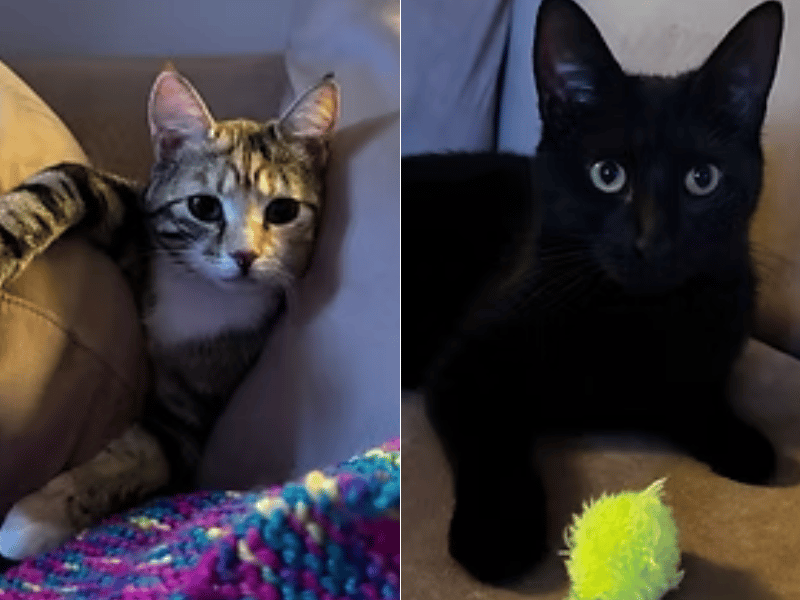 This affectionate, gentle pair of young girls are looking for a forever home together. Honeybear is a golden-string enthusiast who loves to play fetch and will proudly bring her toy back to you for another throw. Her sleek, glossy black sister, Pepper, is a calm girl who greets you with gentle meows, loves watching the world go by from a window perch, and gives the sweetest "thank you" kisses when food appears.