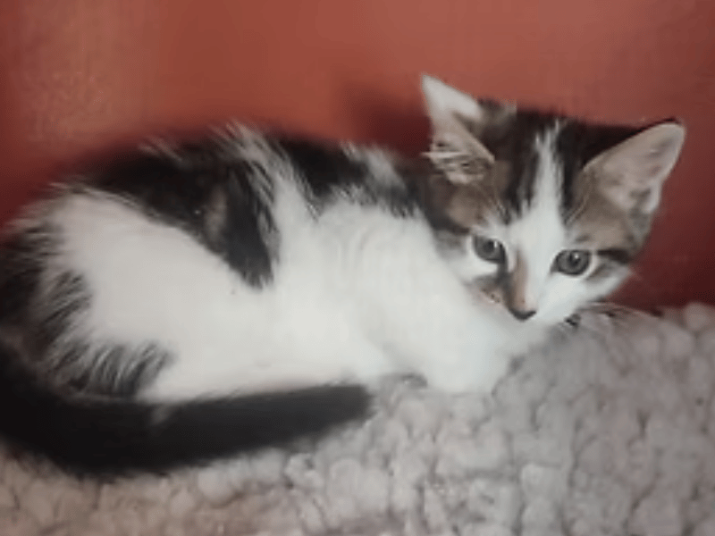 This beautiful kitten is playful but currently a bit nervous and timid, needing a calm, quiet home without young children where she won't be startled by loud noises or sudden movements. Janie tends to hide at first and is looking for a patient household with a friendly, confident resident cat who can act as a role model, play with her, and show her the ropes.