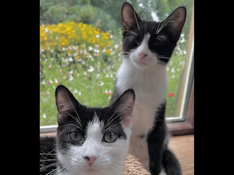 This adorable, bonded pair of brothers are friendly, playful, and looking for their forever home together. Buzz and Woody love nothing more than meal times, playing, and relaxing side by side after a busy day.