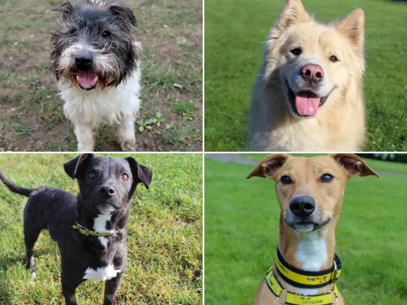 All these dogs are searching for their forever homes.