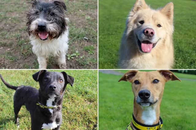 All these dogs are searching for their forever homes.