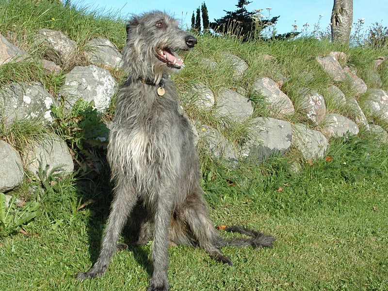 The Scottish Deerhound, or often simply called the Deerhound, was bred to hunt red deer in the Highlands. It's closely related to the Greyhound and lives for around 7-9 years.