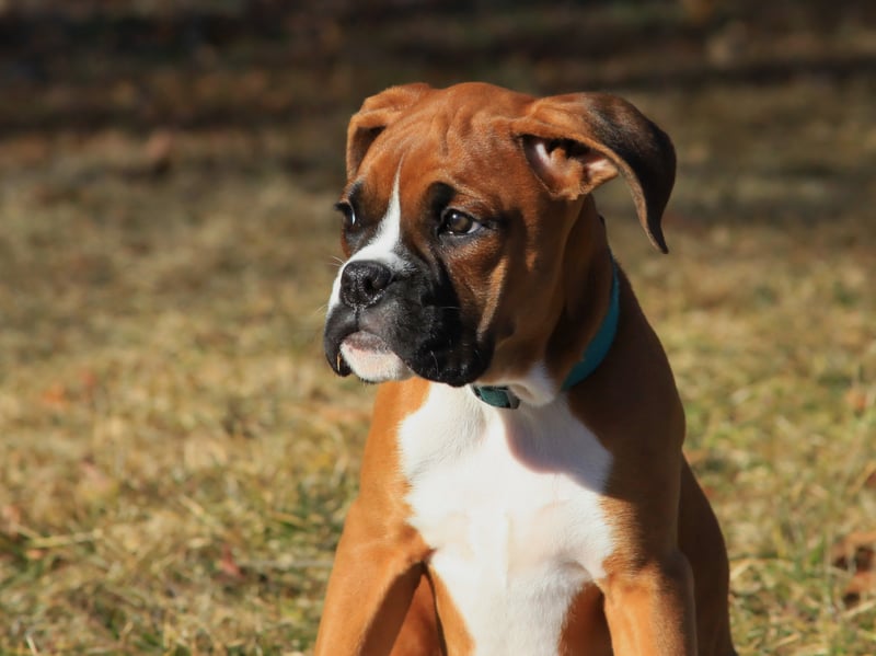 First bred in Germany to hunt large prey, the Boxer tends to have a lifespan on 8-10 years.
