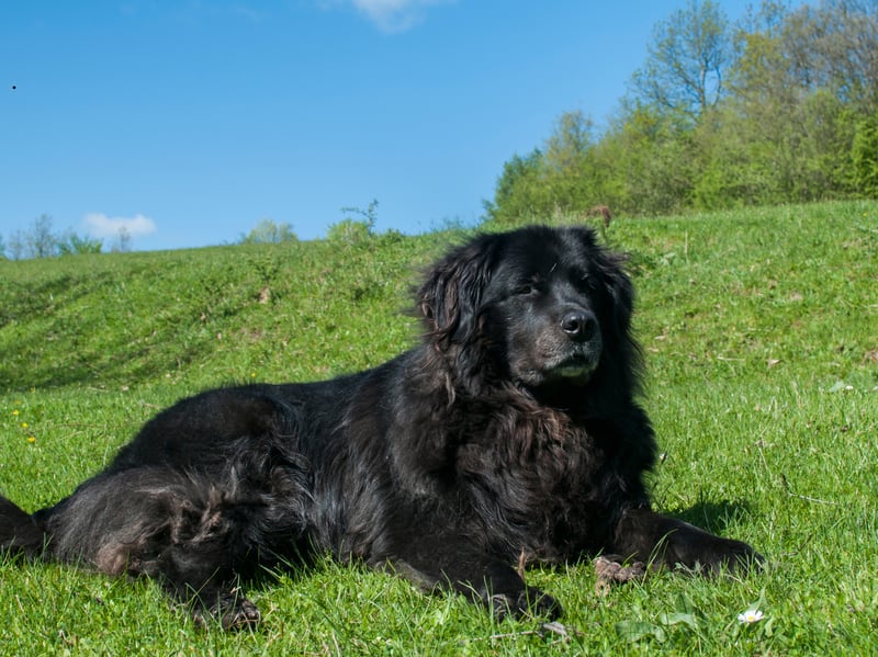 Named after the part of Canada in which they were first bred, the Newfoundland has an average lifespan of 8-10 years.