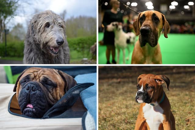 Four of the dogs with the shortest average lifespans.