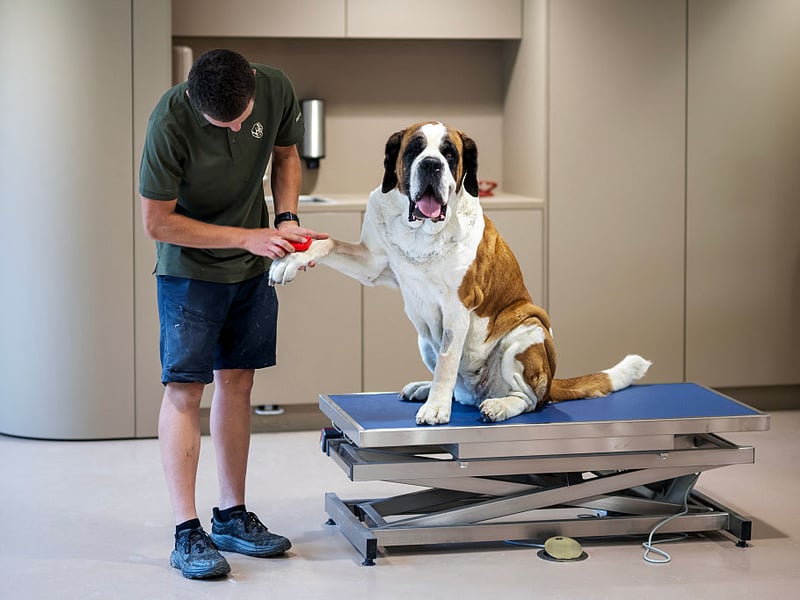 Originally bred for rescue work in the mountains on the Italian-Swiss border, the Saint Bernard tends to live for 8-10 years.