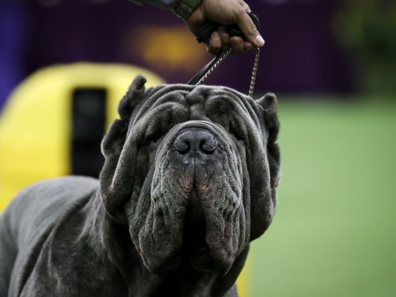 The adorably wrinkly Neopolitan Mastiff can expect to live for 8-10 years. It is descended from the traditional guard dogs of Southern Italy, particularly the Cane Corso.