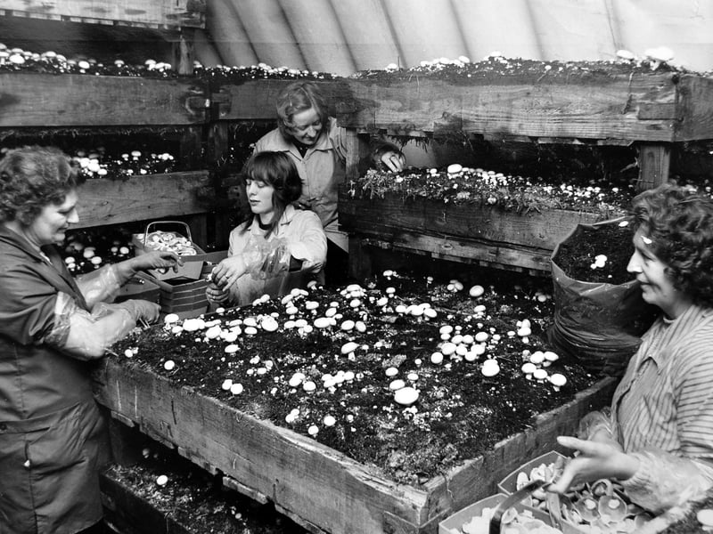 A busy day at the King Cup mushroom farm in Hinstock in November 1972, where workers helped supply mushrooms enjoyed across Shropshire. Pictured from left are Mrs Edna Brookes, Mrs Grace Bailey, Miss Stephanie Daniels and Mrs Sheila Bayley. Do you remember this farm, or did you ever work in the local food and farming industry?