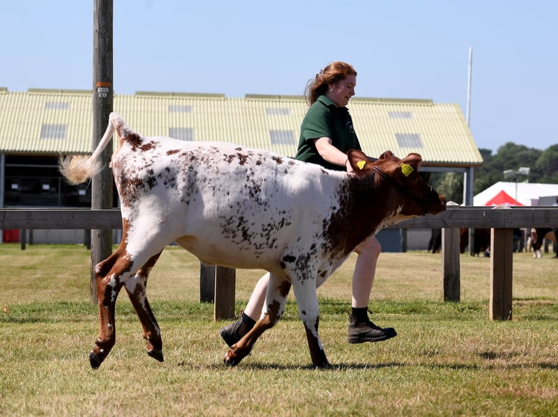 Dairy Young Handler 18-year-old Georgia Bowman with her Dairy Shorthorn called Foggathorpe