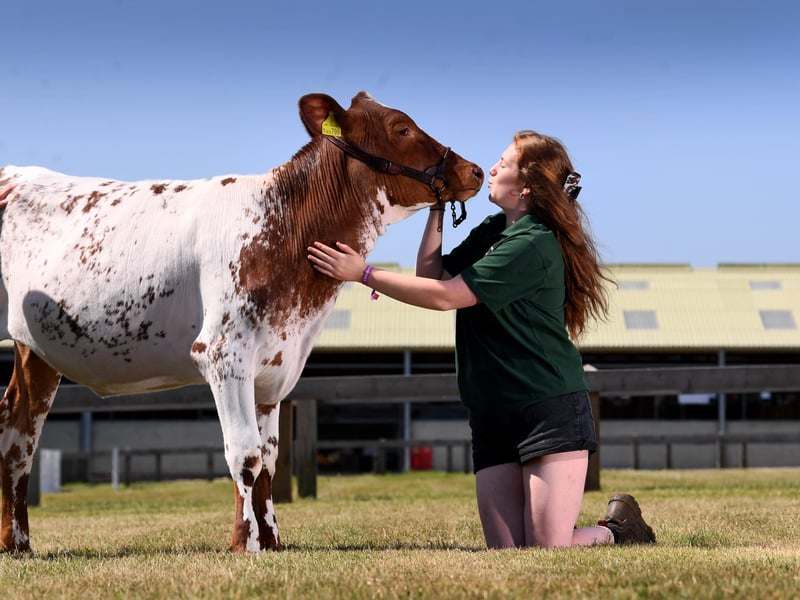 Dairy Young Handler 18-year-old Georgia Bowman with her Dairy Shorthorn called Foggathorpe.