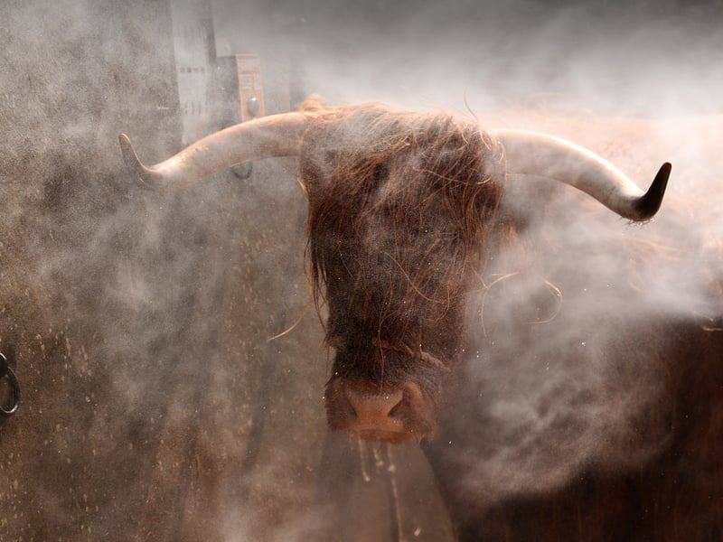  Highland Cattle are washed ready for the show