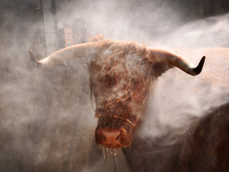  Highland Cattle are washed ready for the show.