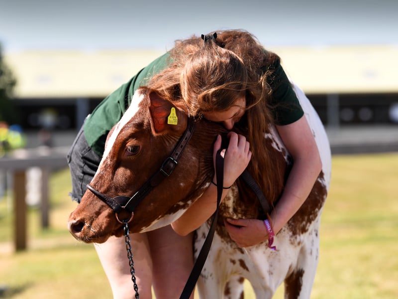 Dairy Young Handler 18-year-old Georgia Bowman with her Dairy Shorthorn called Foggathorpe.