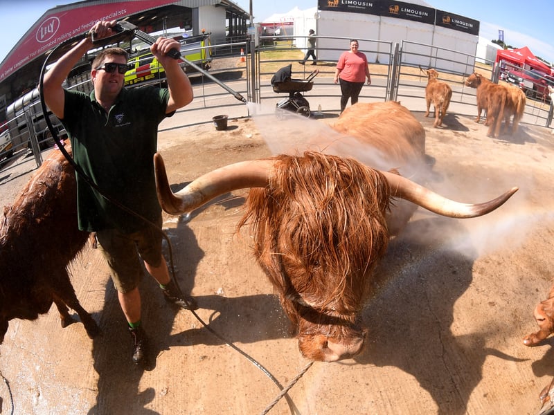 Highland Cattle are washed ready for the show.