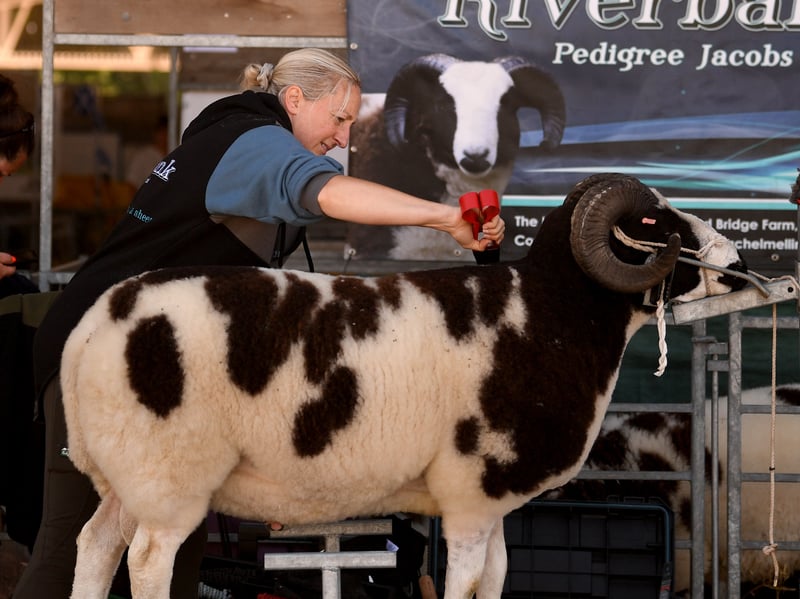 Rachel Knowles prepares one of her Pedigree Jacob sheep at the show.
