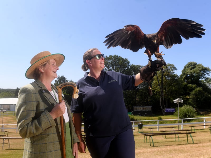  Birds of Prey exhibitor Tori Goodall introduces Big Red, the 17-year-old Harris Hawk, to Show Director Rachel Coates. The award-winning Walworth Birds of Prey are showing there birds at the show.