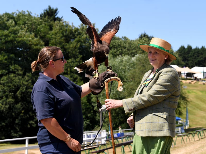 Birds of Prey exhibitor Tori Goodall introduces Big Red, the 17-year-old Harris Hawk, to Show Director Rachel Coates.