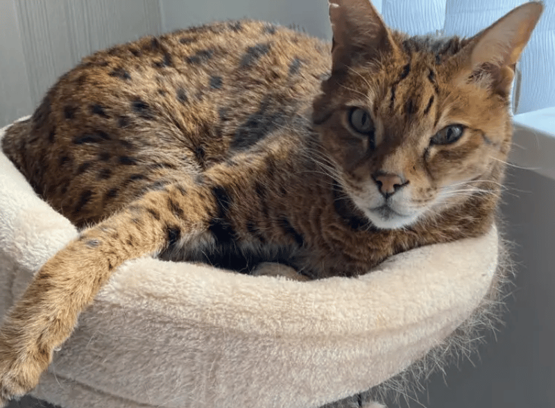 Sultan is a cat that cannot be missed! He is a very large boy who has a large personality to match and an even larger heart. He is a very confident and affectionate boy often demanding attention from anyone and everyone he comes across. He has a large and vocal meow to go with it.