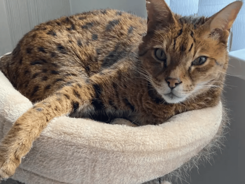 Sultan is a cat that cannot be missed! He is a very large boy who has a large personality to match and an even larger heart. He is a very confident and affectionate boy often demanding attention from anyone and everyone he comes across. He has a large and vocal meow to go with it.