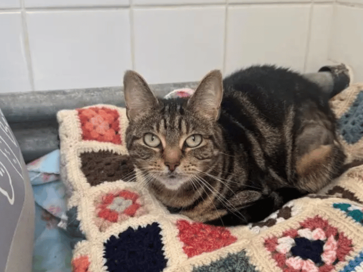 Nala is a beautiful girl who has had a bit of a tough time lately. She previously came from a busy home with several children and another cat, which she found really stressful and she has had a hard time adjusting to the strange new shelter environment, too.