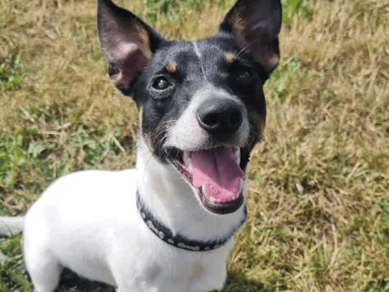 Marley is a bright and energetic young lad who has so much personality inside his little body! Marley can get a little worried when he first meets new people but doesn’t take too long to find his confidence and once you are his friend, he loves a fuss and some play time.