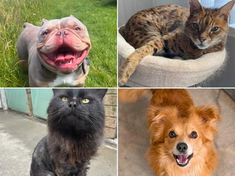 All these pets at Newcastle Dog & Cat Shelter are searching for a home.