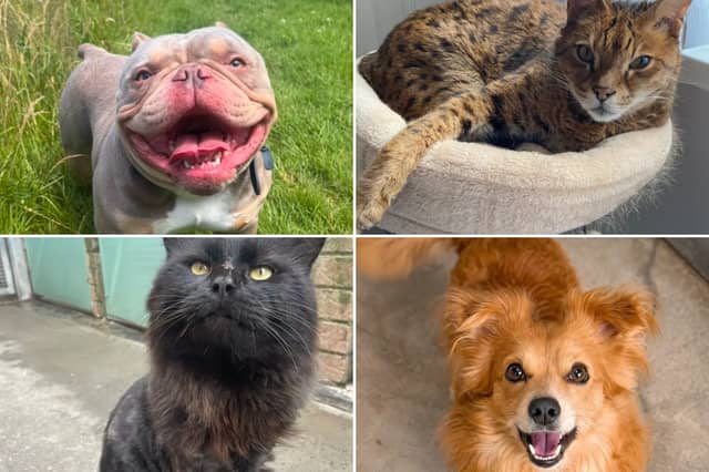 All these pets at Newcastle Dog & Cat Shelter are searching for a home.
