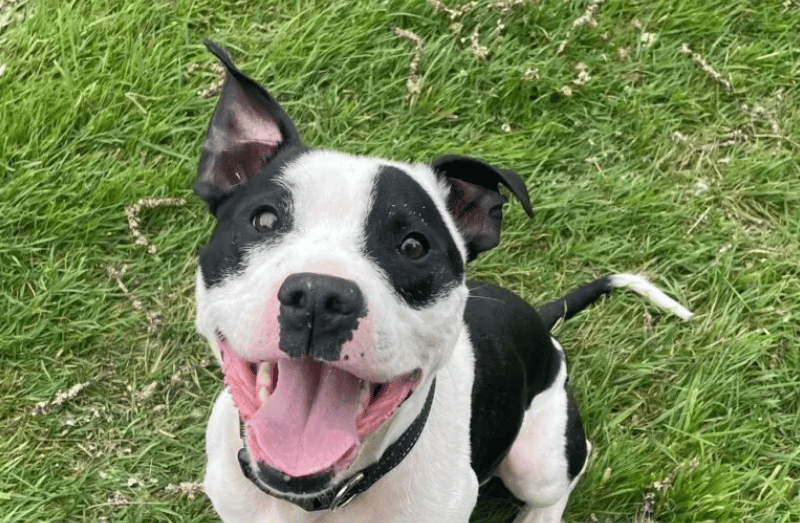 Troy is an absolute hoot to spend time with! He is full of young Staffie energy and will be sure to keep his new family on their toes with his antics. Troy is a young lad with a real zest for life, living life at 100mph! His new family will not only need the energy to keep up with him, but the experience to help him learn how to have some calm time and some manners!
