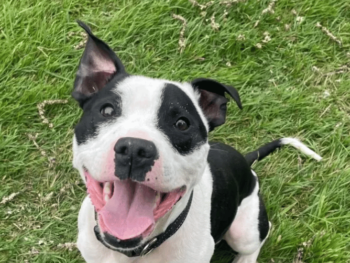 Troy is an absolute hoot to spend time with! He is full of young Staffie energy and will be sure to keep his new family on their toes with his antics. Troy is a young lad with a real zest for life, living life at 100mph! His new family will not only need the energy to keep up with him, but the experience to help him learn how to have some calm time and some manners!